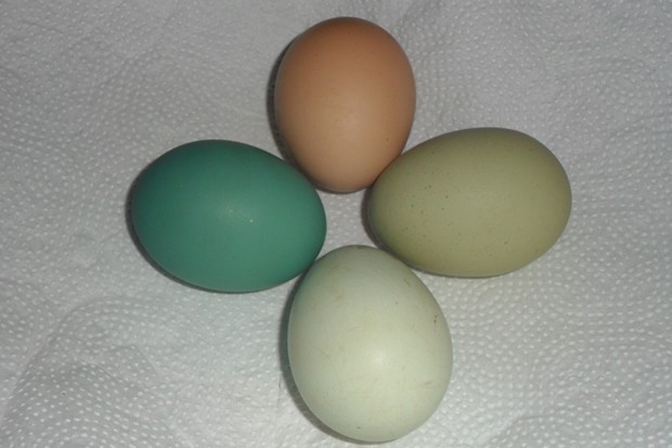 Especialista explica que cor de ovos é determinada geneticamente