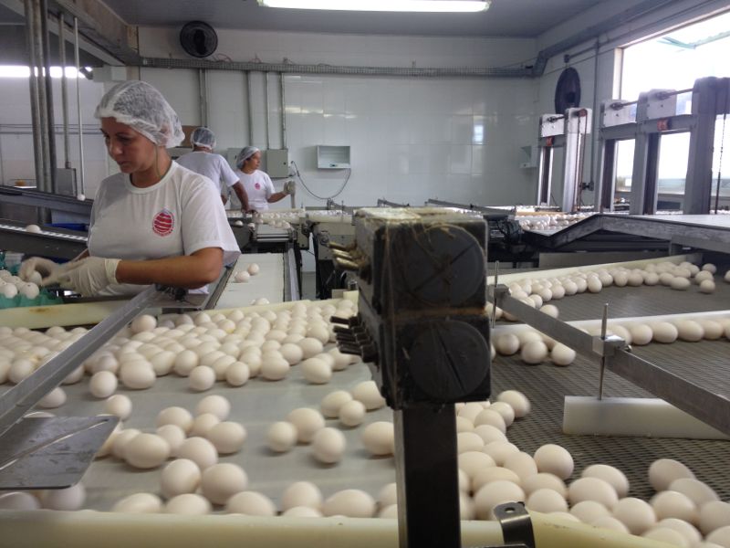 ovos produção